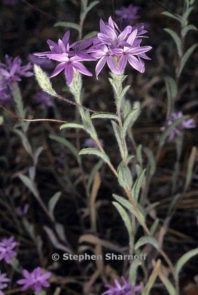 lessingia leptoclada 3 graphic